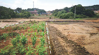 江西某鎮(zhèn)重金屬污染農田土壤修復試驗示范項目